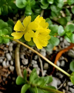 Photo of the Day: Pua ‘Ihi